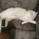 review preview photo № 4